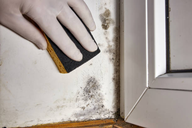 Best Crawl Space Mold Remediation  in Claremont, NH